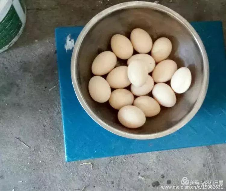 淄川龙山散养鸡,三山区散养土鸡场