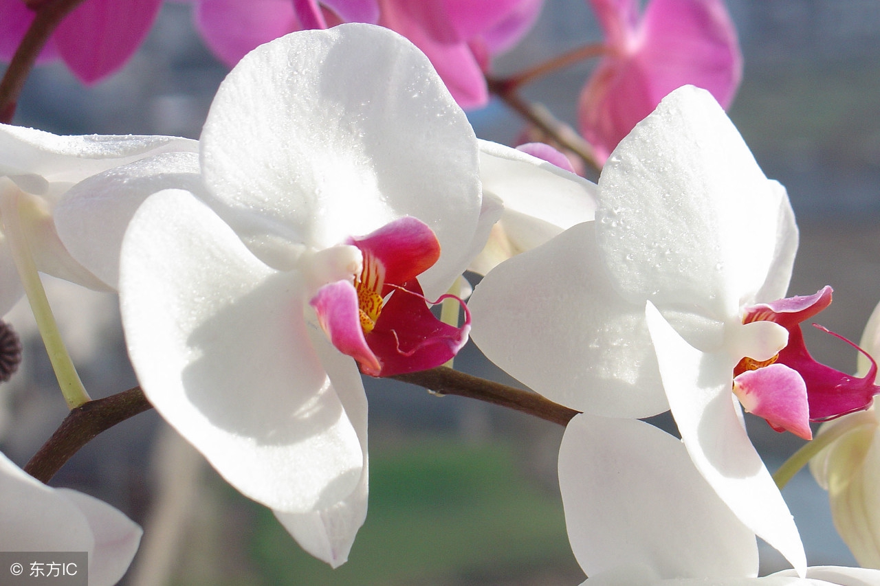 洋兰皇后蝴蝶兰介绍,蝴蝶兰是很受欢迎的洋兰