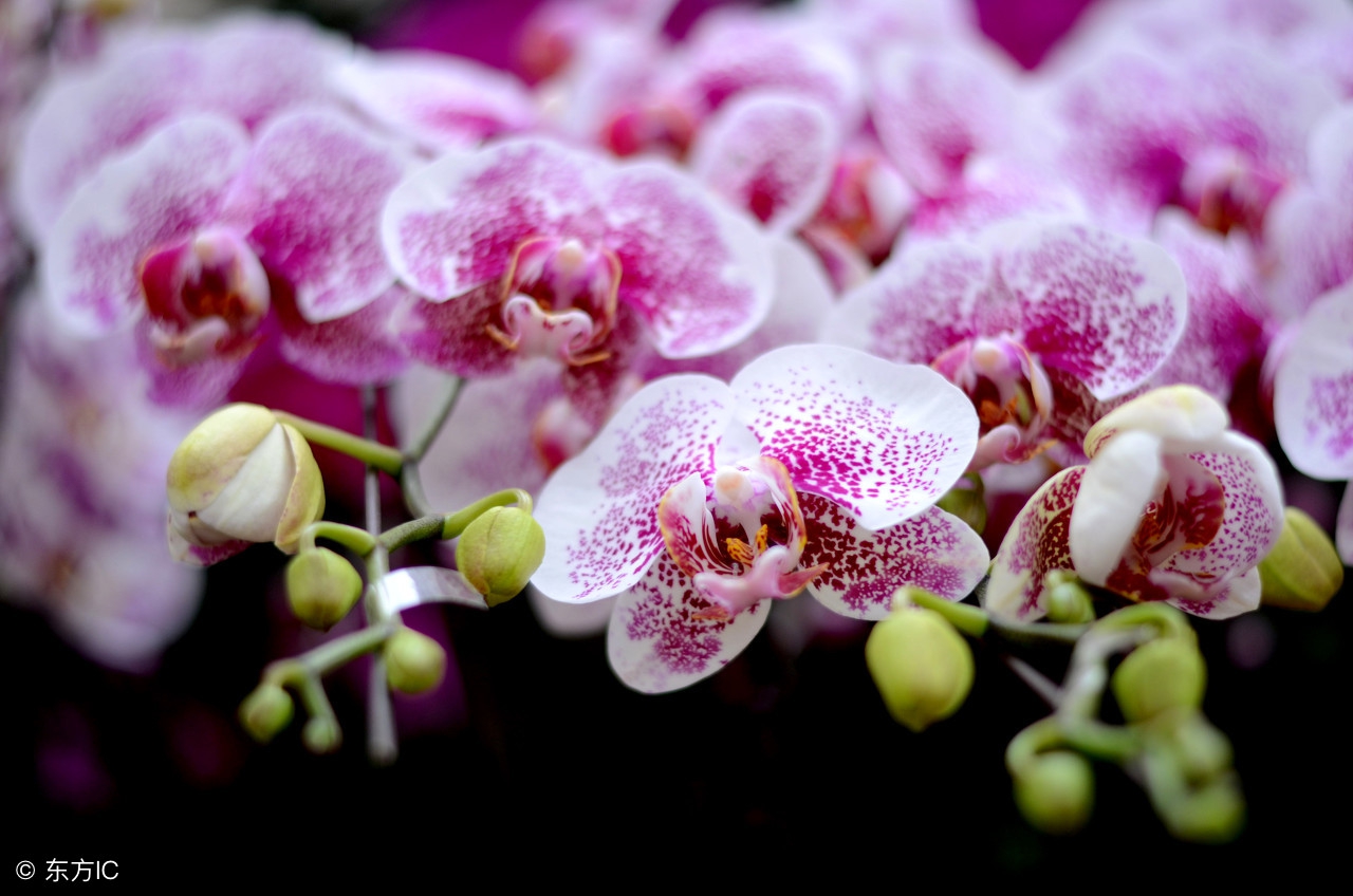 洋兰皇后蝴蝶兰介绍,蝴蝶兰是很受欢迎的洋兰