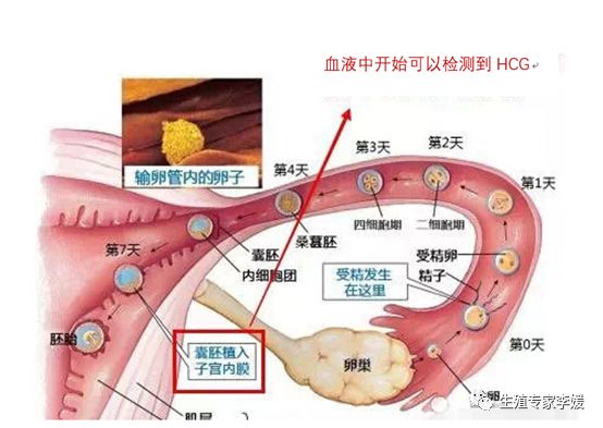 去医院检查怀孕注意事项,怀孕多久医院可以检查出来