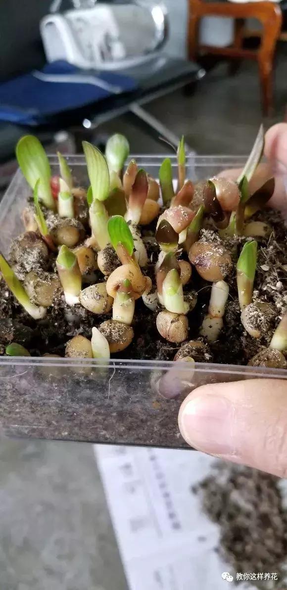 君子兰结的果实怎么处理,君子兰结籽后怎么处理