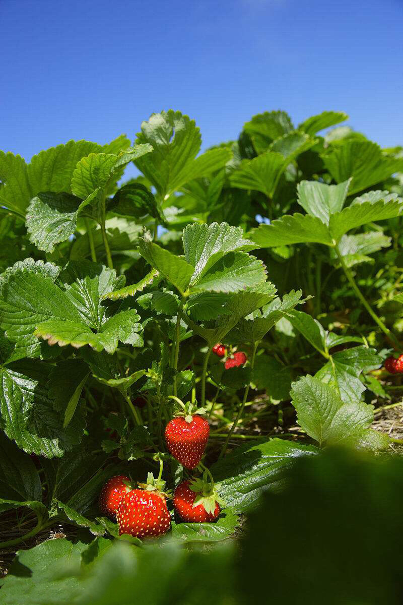 草莓有木本的吗图片,草莓种子怎么种草莓