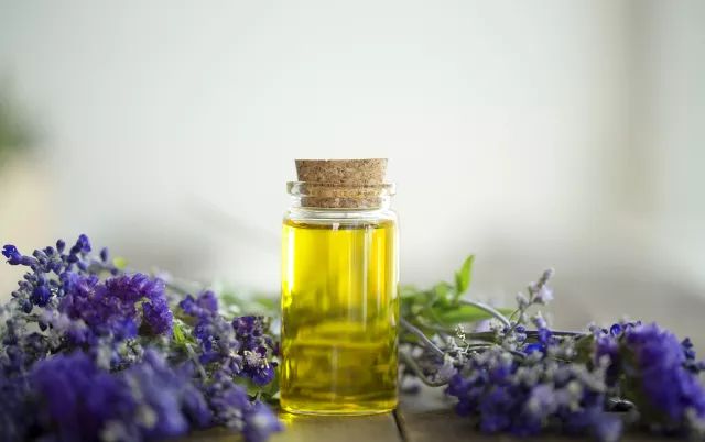 家中摆一盆，大病小病全走光！赶紧收藏！