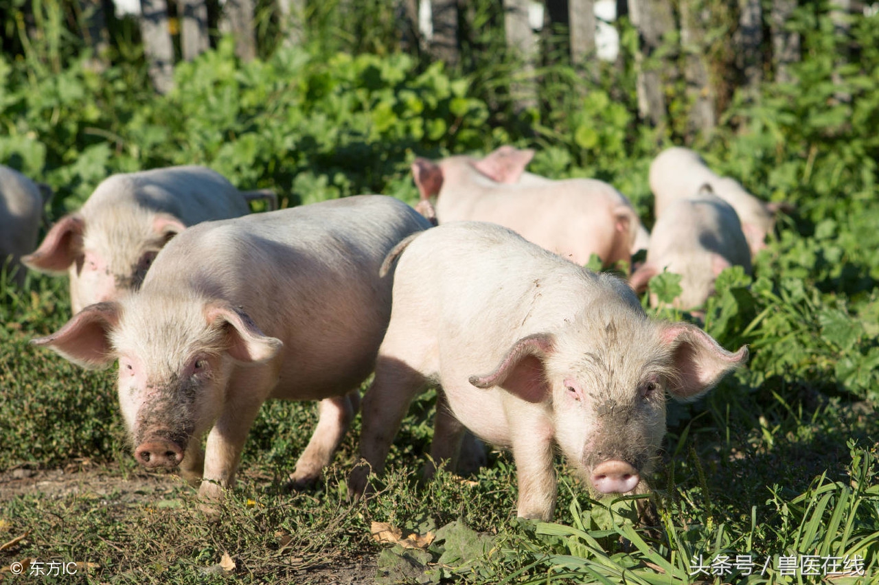 猪发烧打退烧针后低温是什么原因,猪先高烧后低温是什么原因