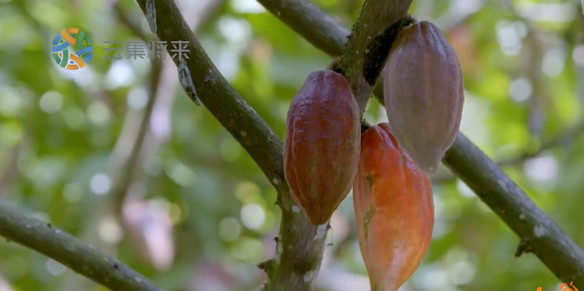 中国顶级美食纪录片,中国顶尖美食纪录片