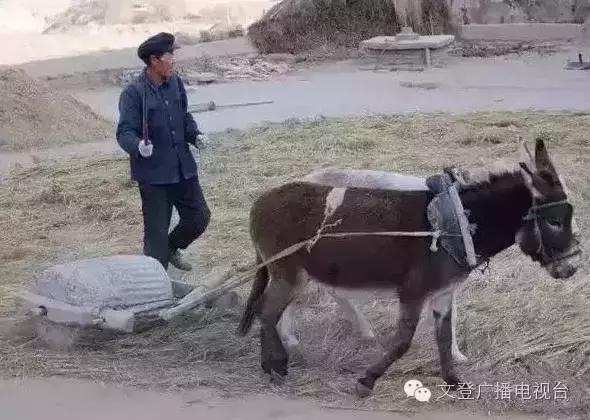 割麦子麦地里晒太阳,割麦子文登