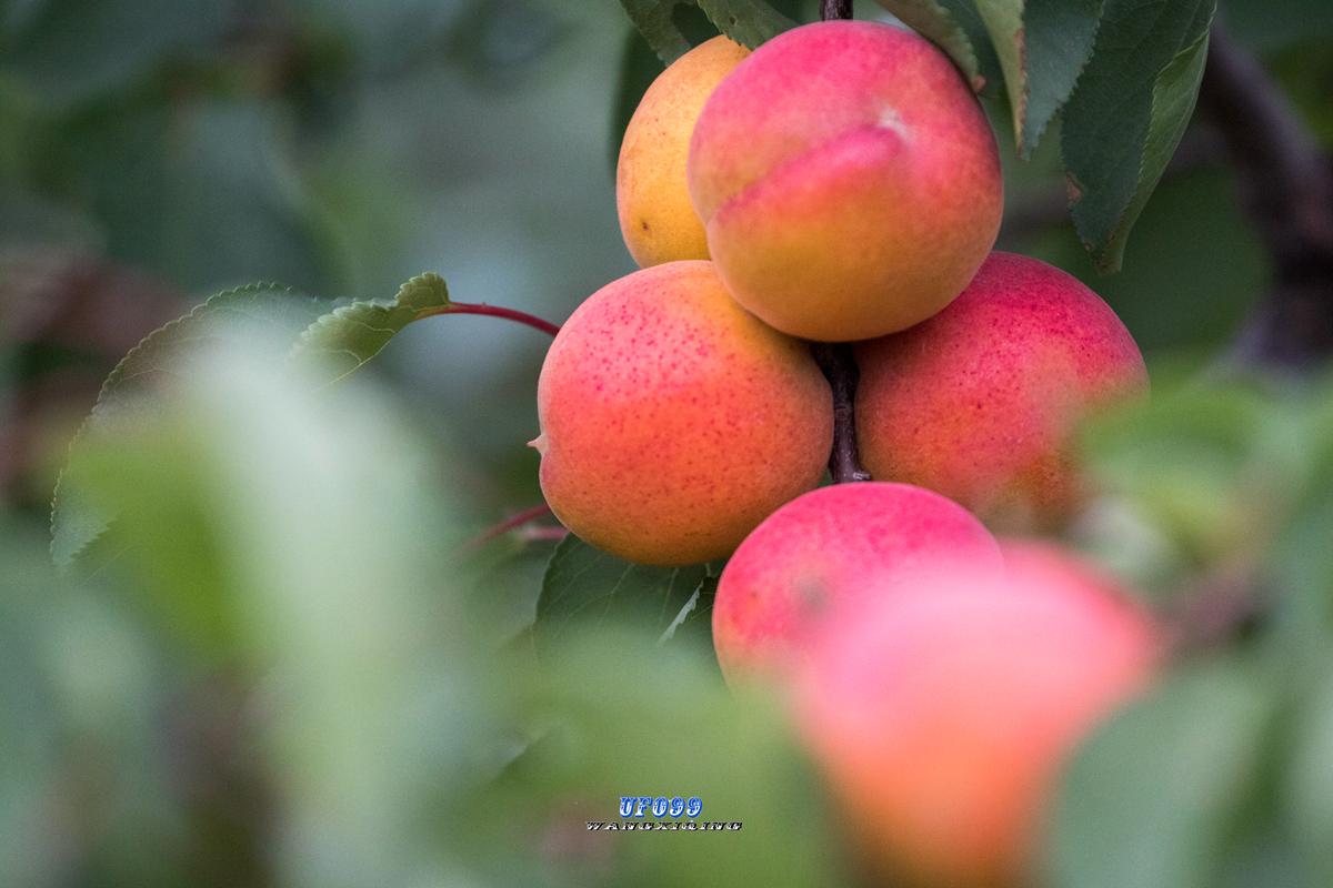 好厉害的大巨鹿一串红杏就过成了大年