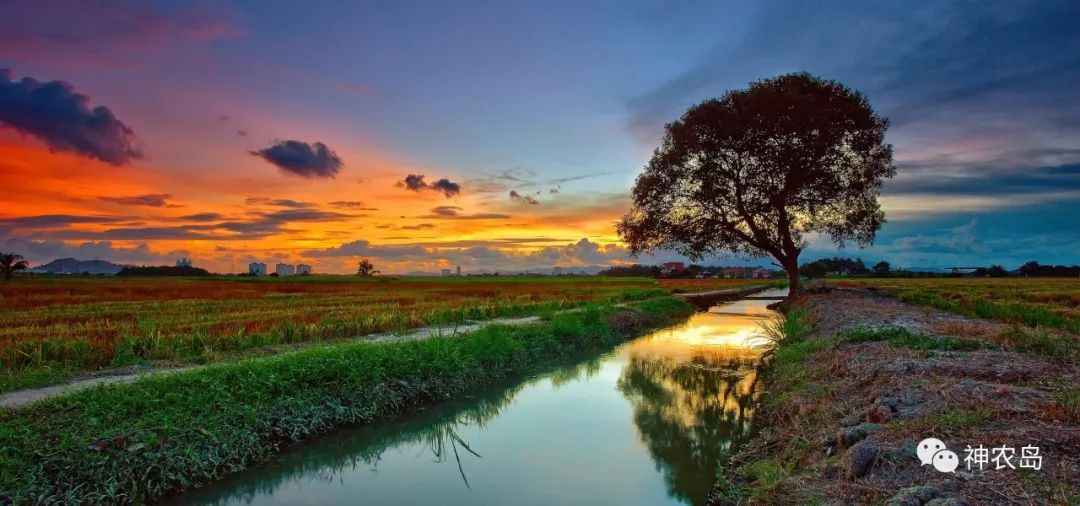 订单农业如何做好,订单农业的五个优秀案例