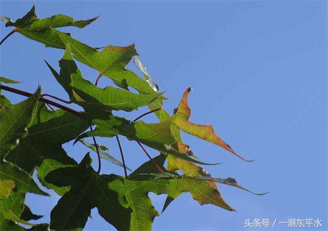 弘扬语言文化,传承语言文化