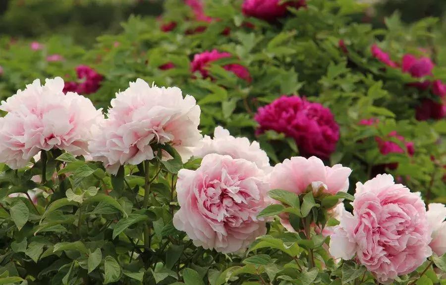 山东最美慢火车,山东景观火车