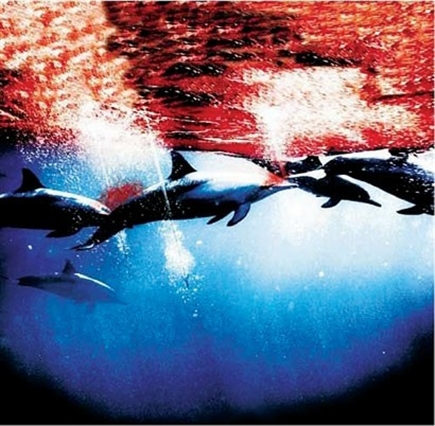 海豚湾工作人员被杀害,海豚湾杀害海豚