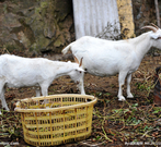 低三下四打工不如回家创业当老板，15种让你致富的养殖推荐