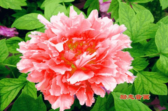 今天6月20日，八句话，送给亲爱的朋友们，写的太好了！