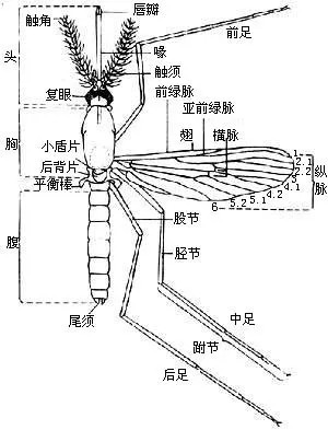 驱蚊秘方无毒无害,最靠谱的驱蚊方法
