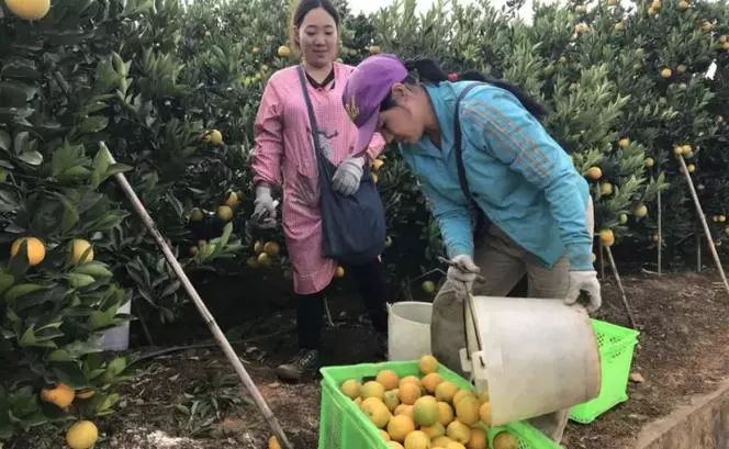 总有一款适合你春耕备耕进行中,现代农业案例分享