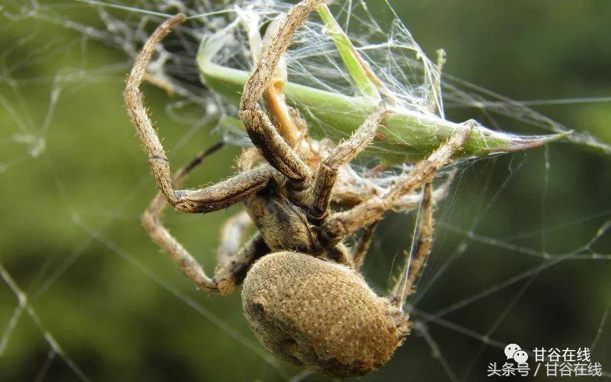 甘谷方言解说,甘谷方言版全文