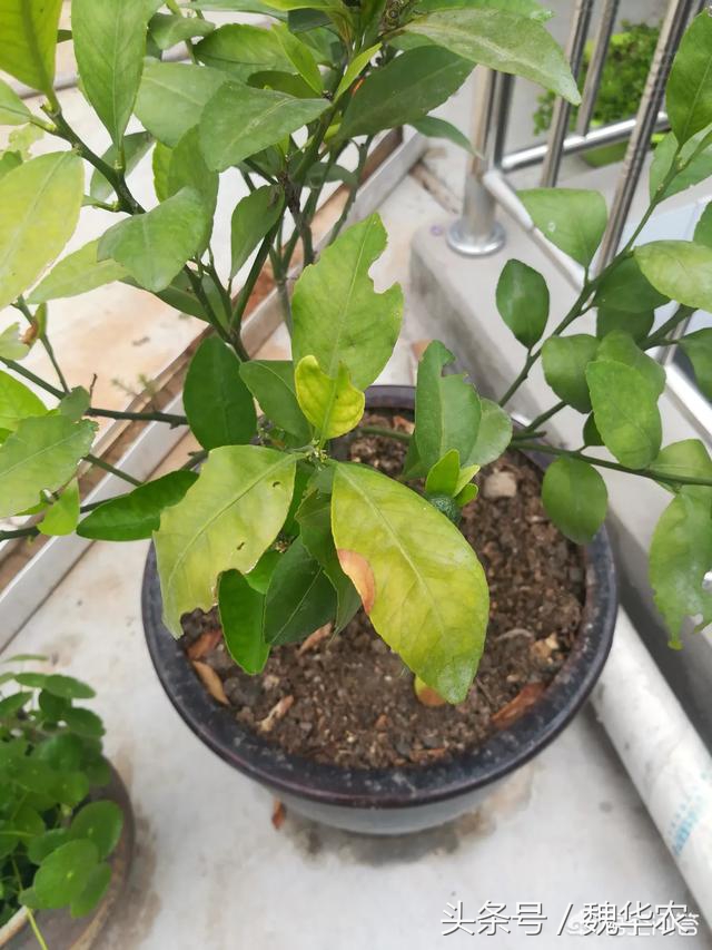 盆栽橘子老叶卷叶怎么回事,橘子树叶子褶皱发黄得了什么病