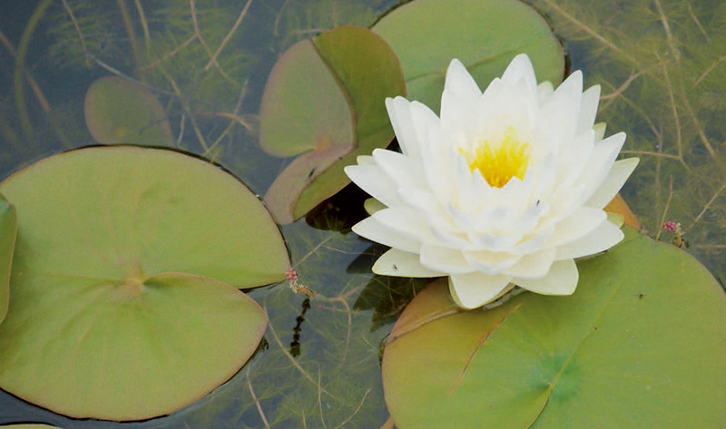 探访岭南花卉市场,花卉王国荷兰郁金香田