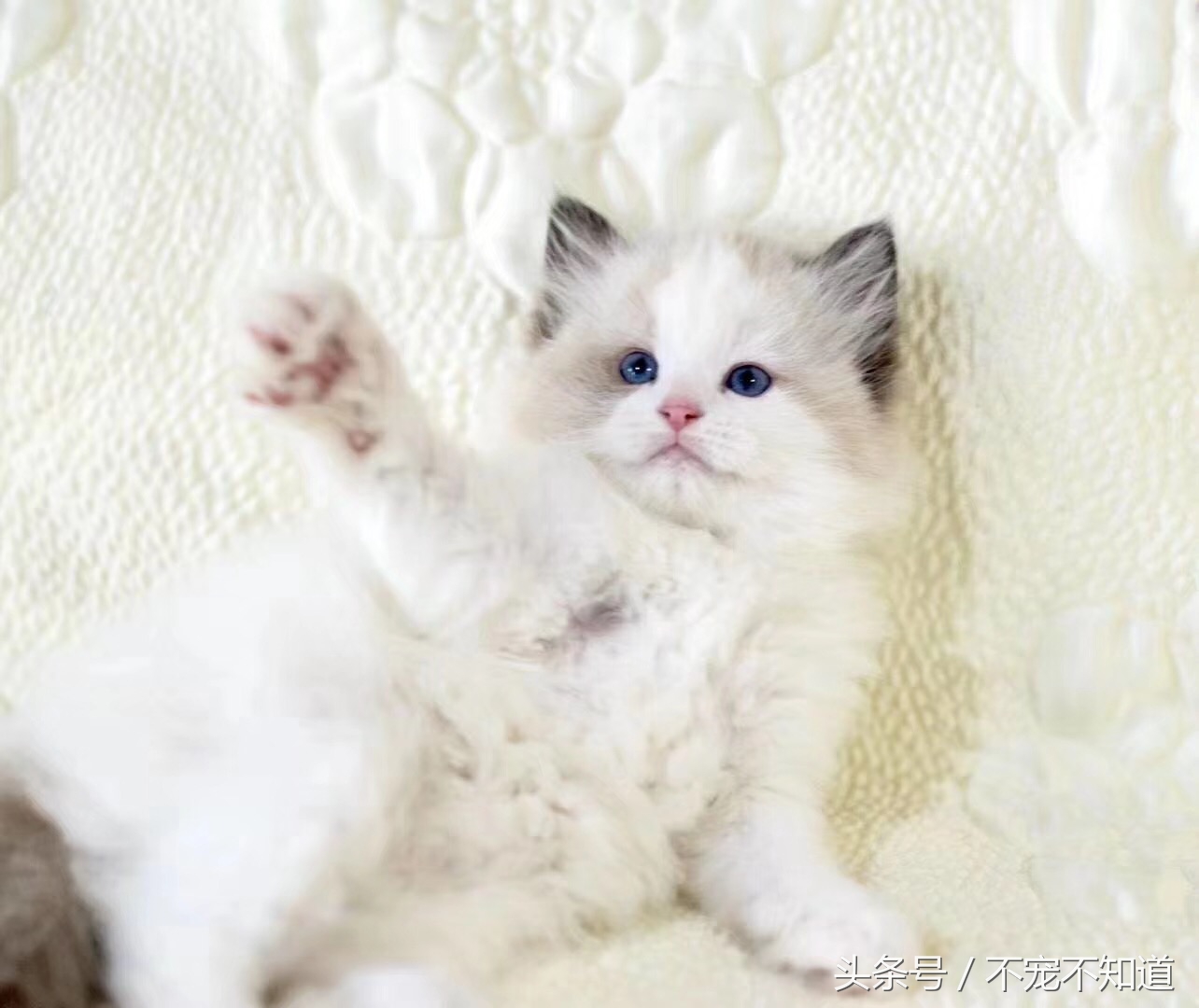 养布偶是一种什么体验,养布偶是一种什么样的体验