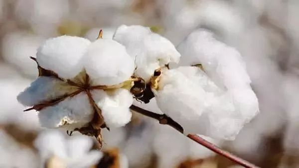 7天不洗也不会臭！这双黑科技的袜子简直是男同胞的福音！