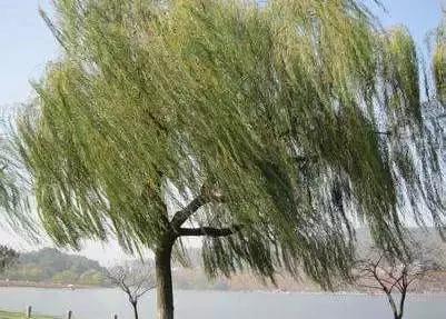 年少不懂酒干倘卖无,酒干倘卖无人生若只如初见