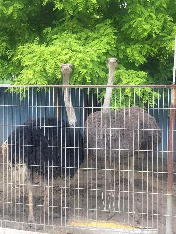 京郊7月采摘好去处,江宁农场采摘一日游