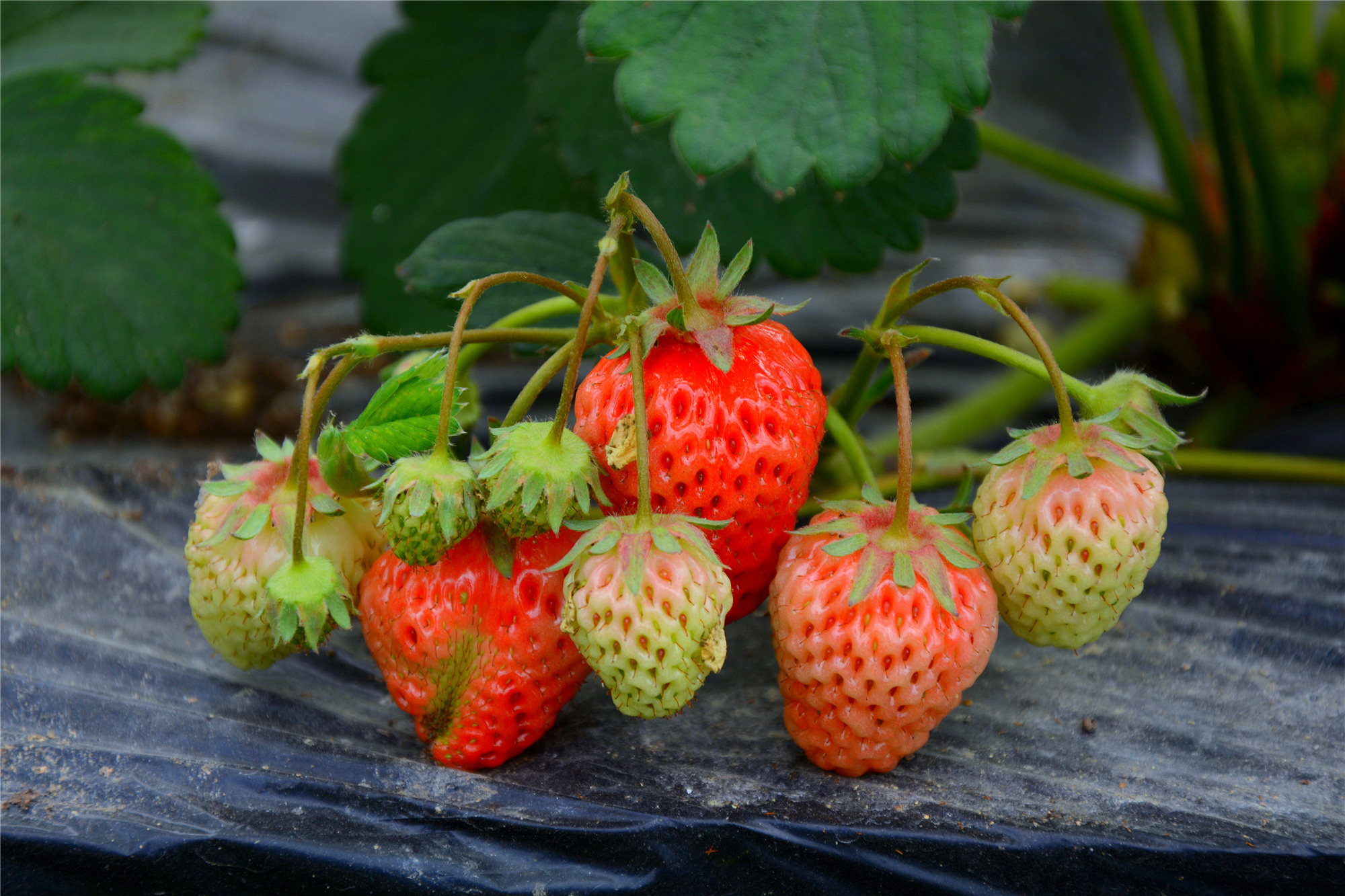 苏州的小桥流水在哪里,苏州比较不错的景点