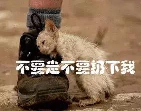 世界杯最土味的话语,关于欧洲杯的土情话