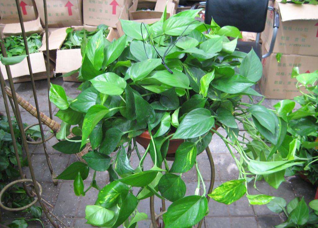 绿萝浇什么才能长得更旺盛,绿萝要怎样浇水才能长得快