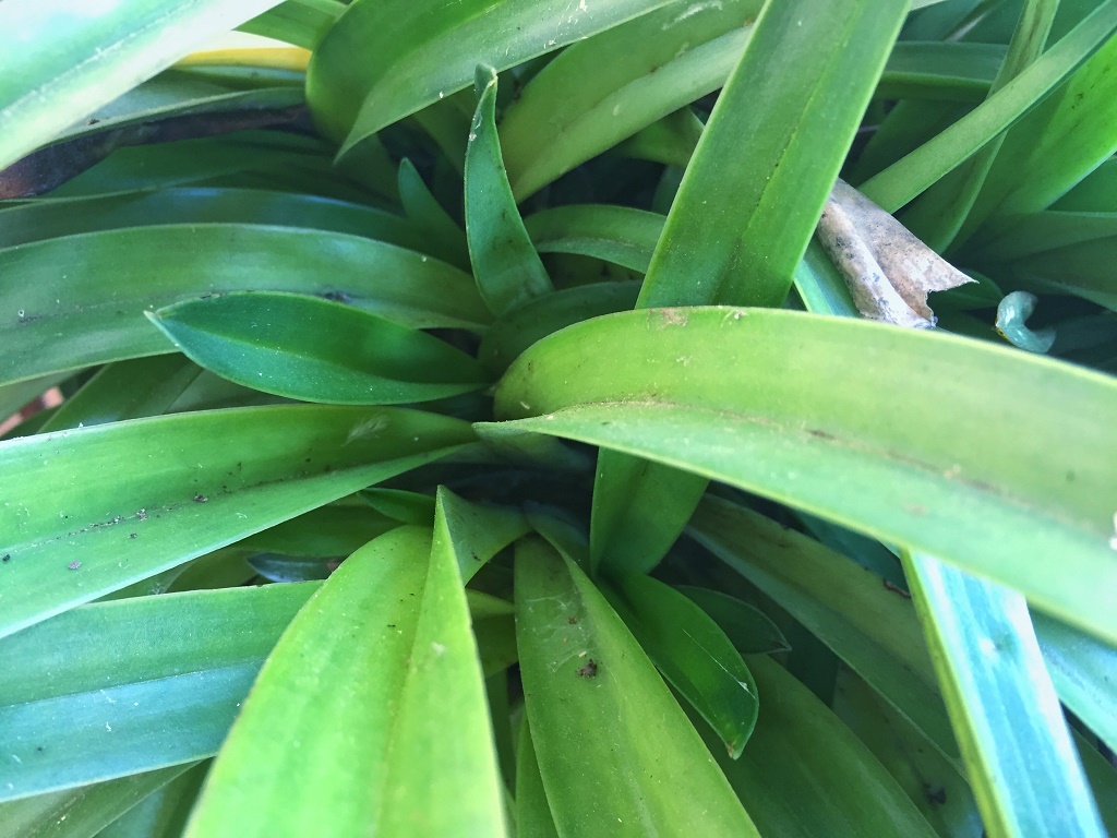 兰花叶尖焦黄是什么原因,兰花叶尖焦黄用什么药