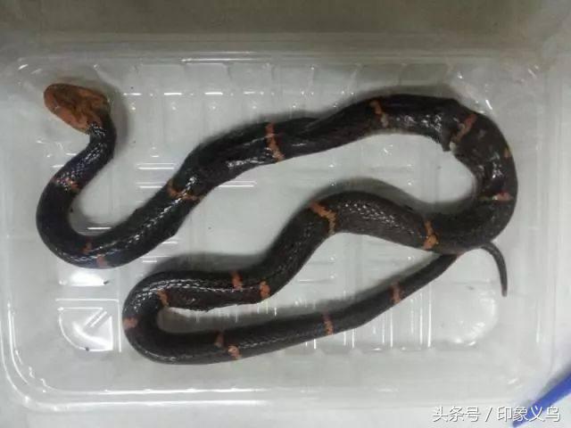 小孩被毒蜘蛛咬伤,小男孩被蜘蛛咬伤了