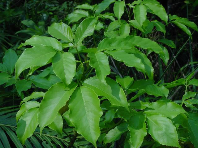 两面针怎么移栽比较容易存活,两面针移栽时间