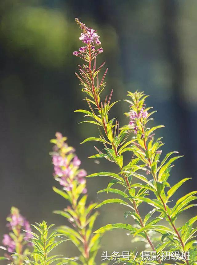 摄影技巧入门手机摄影光影技巧,poco摄影网摄影技巧