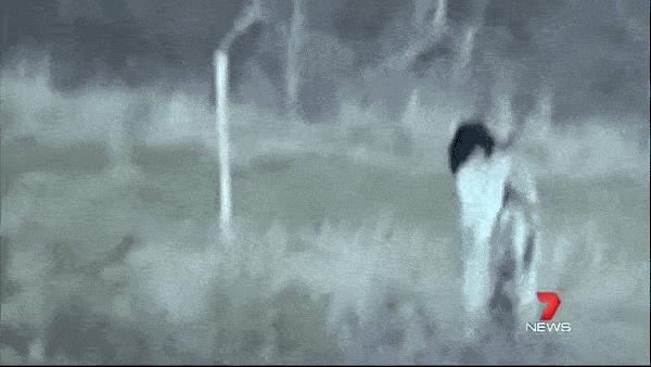 澳洲未解之谜，它又出现了！幽灵猫现，必有血案！