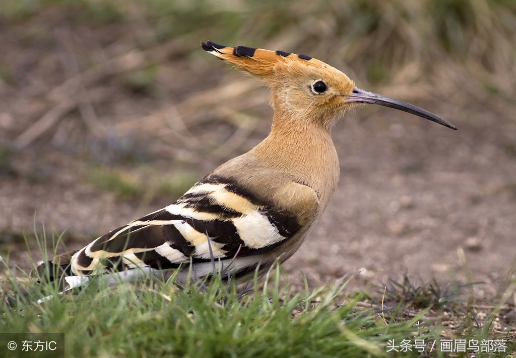 老北京鸟文化,老北京鸟的传说