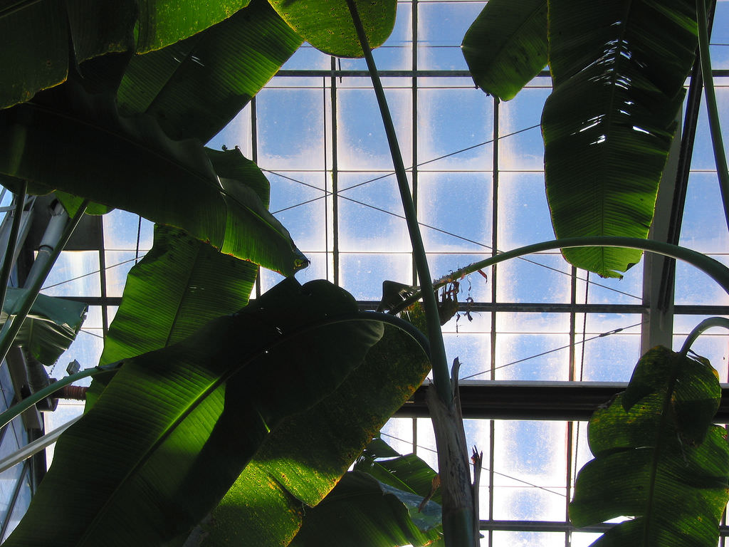 人类早期种植的香蕉,人类培育的水果