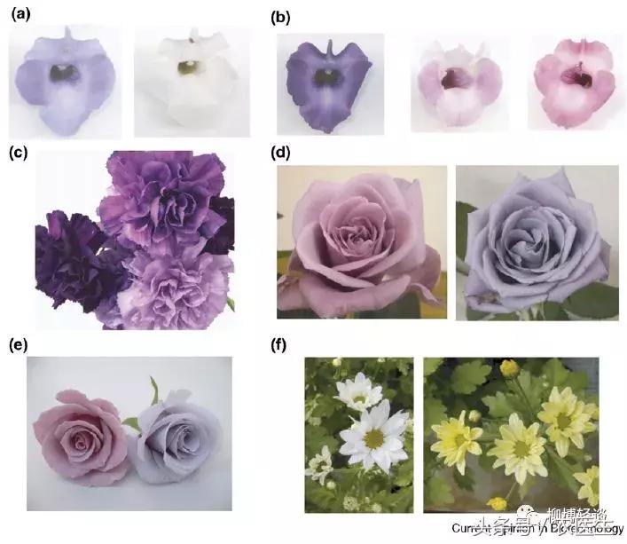 黑玉米是转基因玉米吗其实不是的,煮黑玉米会褪色严重吗