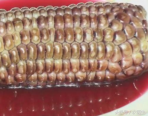 煮玉米会变色是什么情况,新鲜黑糯玉米会掉色染色吗