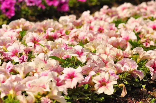 多肉绿植浇水的正确方法,多肉植物养花知识大全与技巧