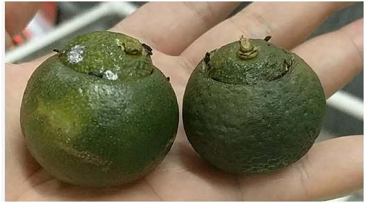 小青柑普洱茶如何辨别真假,小青柑普洱茶如何辨别