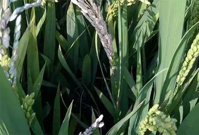 哪些因素能导致水稻形成白穗病?防治措施是什么?