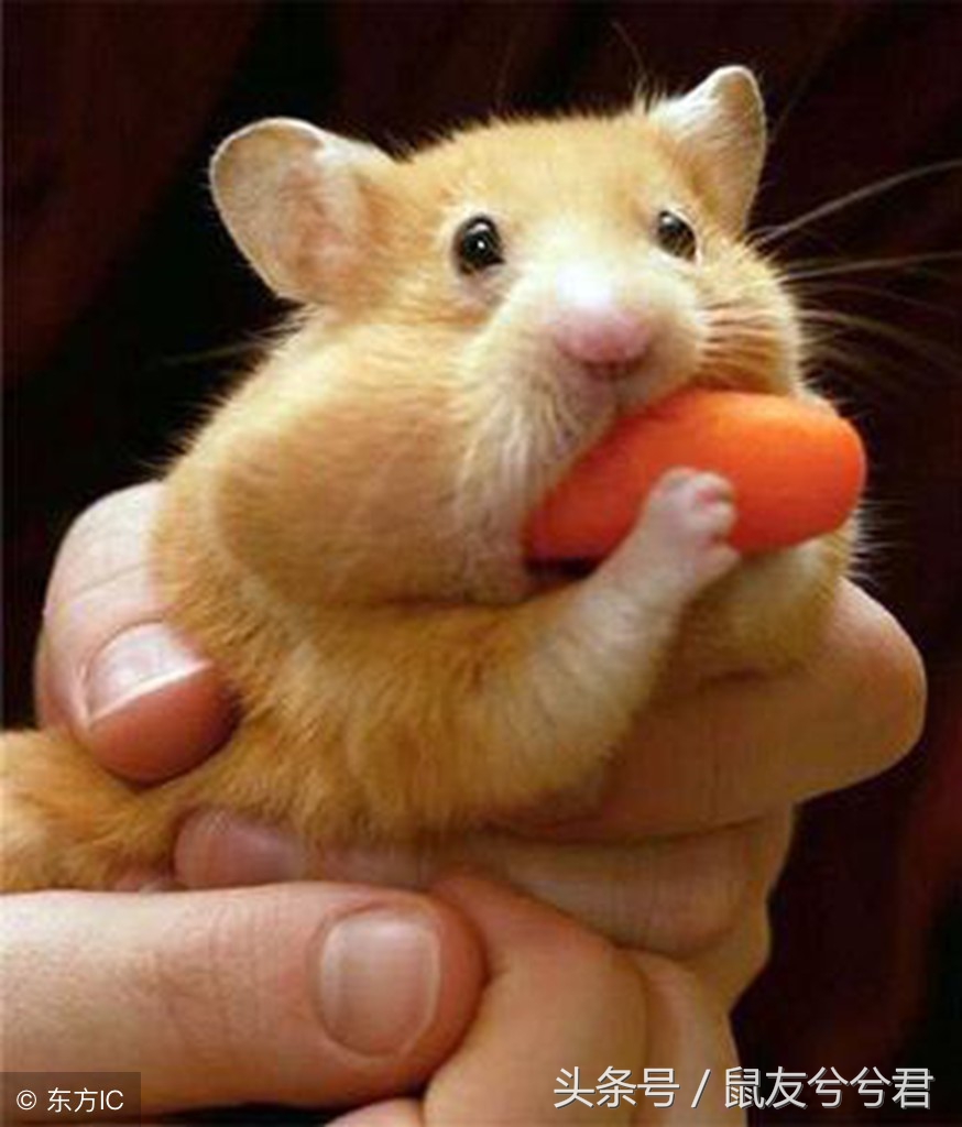 仓鼠好像生病了,小仓鼠怎么避免生病或死亡