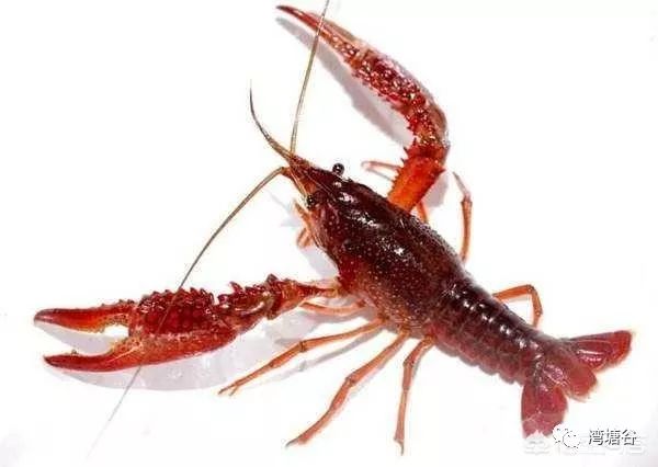 襄阳小龙虾排名前十,江苏小龙虾十大排名