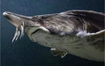 一勺中国的鱼子酱价值多少钱,顶级鱼子酱一口就要上千块