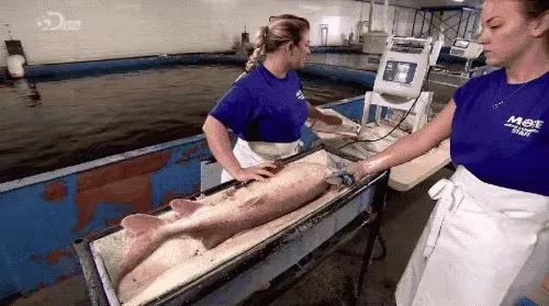 一勺中国的鱼子酱价值多少钱,顶级鱼子酱一口就要上千块