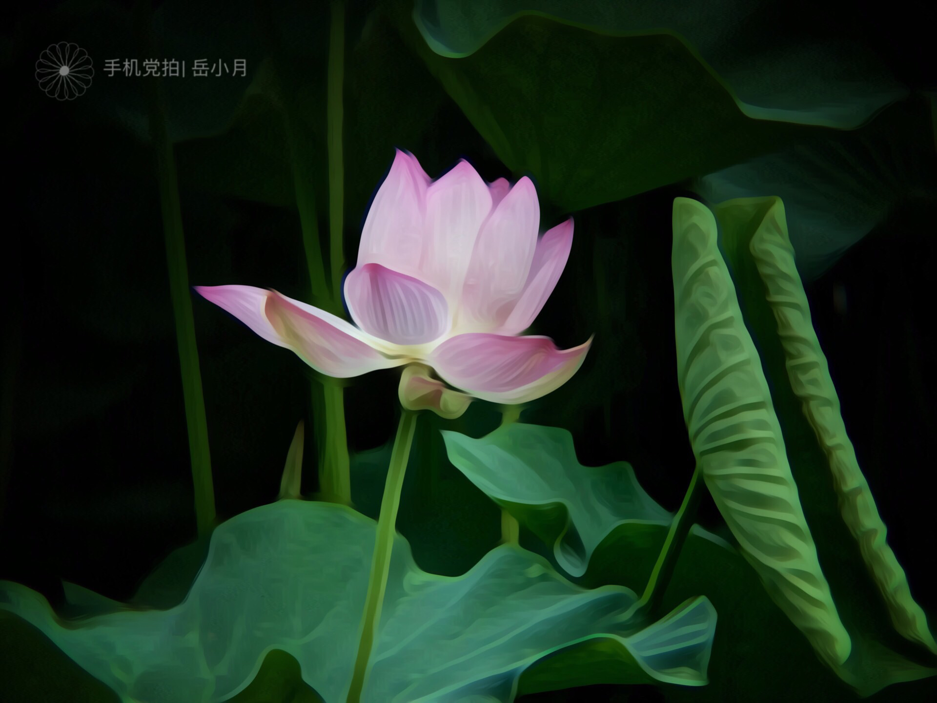 5个技巧拍出超有意境的荷花照,手机拍摄荷花最好的参数