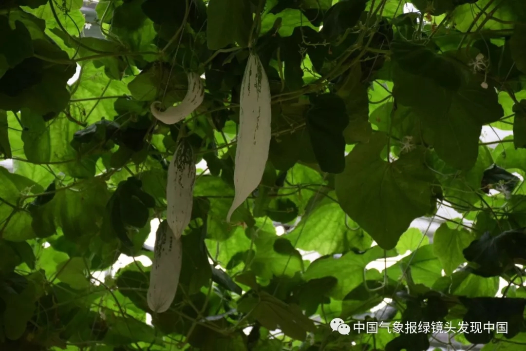 靠这些奇特“果果”也能致富？科技扶贫如有神助！