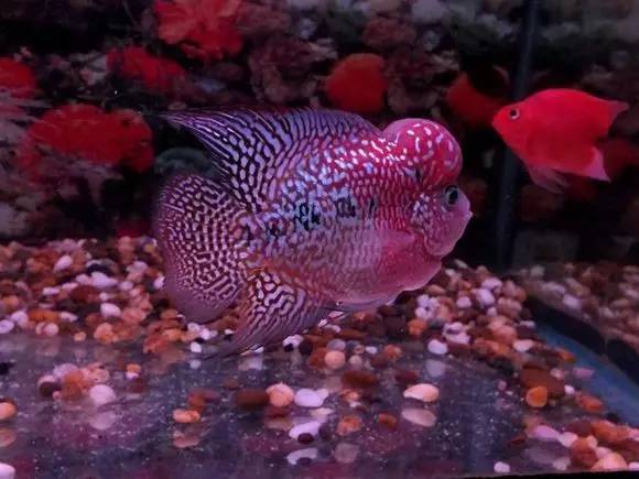 闆岄泟楸肩殑姝ｇ‘閰嶅鏂规硶,绉嶉奔濡備綍閰嶅