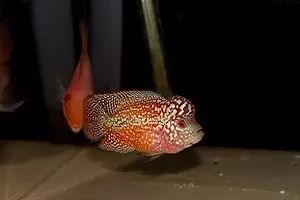 闆岄泟楸肩殑姝ｇ‘閰嶅鏂规硶,绉嶉奔濡備綍閰嶅