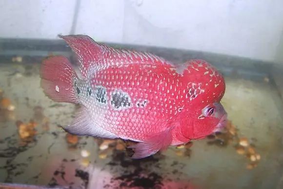 闆岄泟楸肩殑姝ｇ‘閰嶅鏂规硶,绉嶉奔濡備綍閰嶅